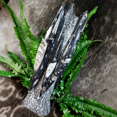 Orthoceras, Fossil Cephalopod (Towers)