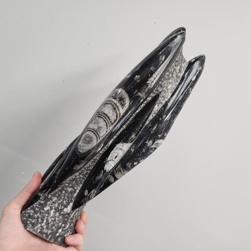 Orthoceras, Fossil Cephalopod (Towers)