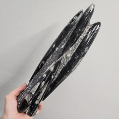 Orthoceras, Fossil Cephalopod (Towers)