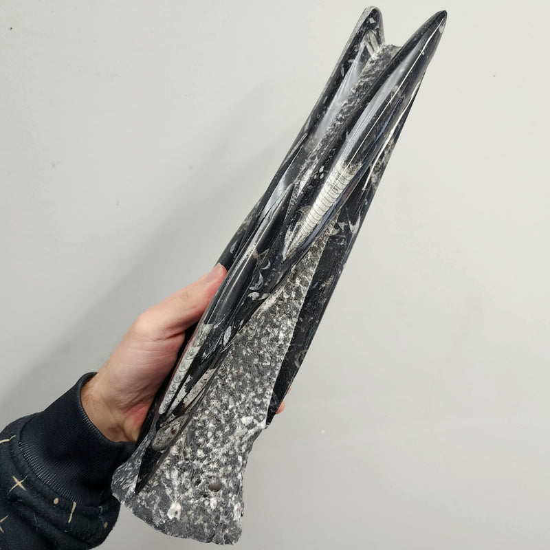 Orthoceras, Fossil Cephalopod (Towers)