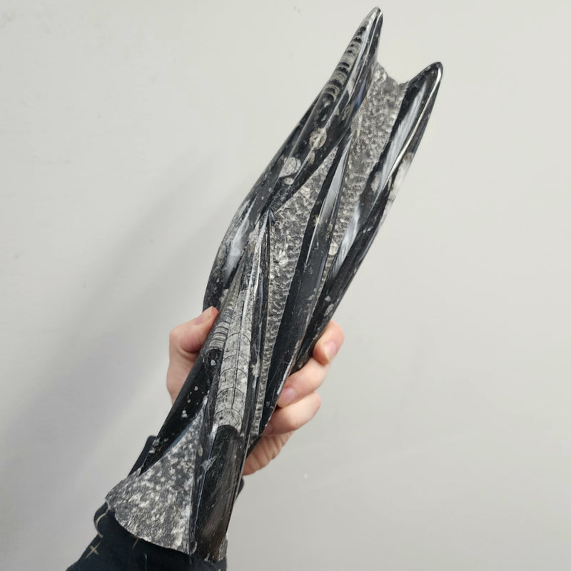 Orthoceras, Fossil Cephalopod (Towers)