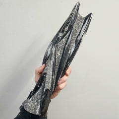 Orthoceras, Fossil Cephalopod (Towers)