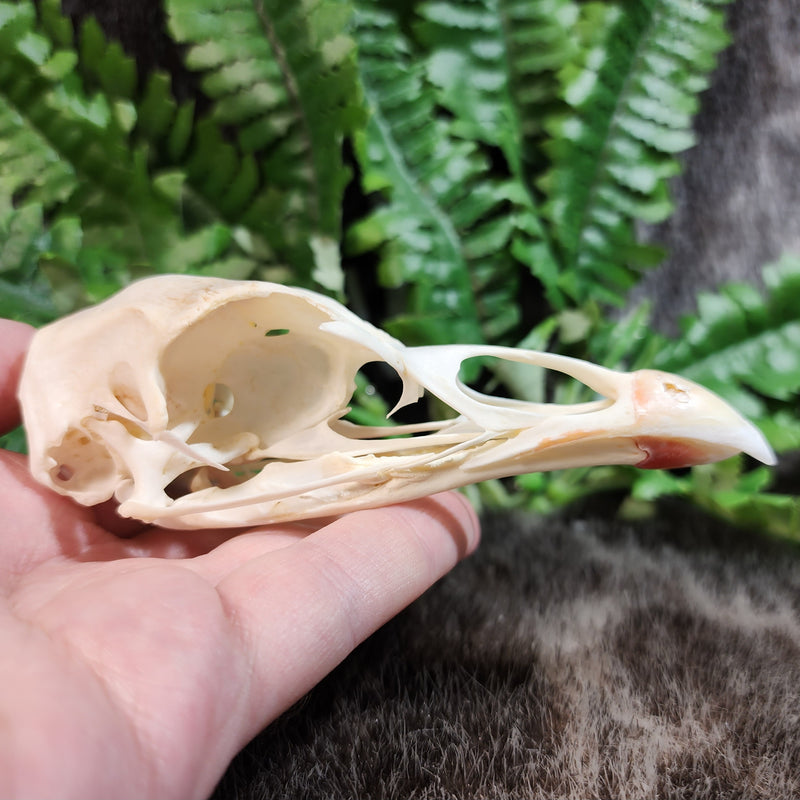 Turkey Skull
