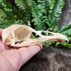 Turkey Skull