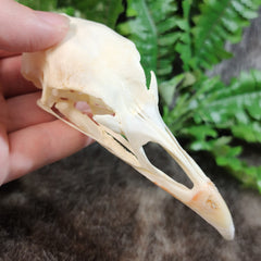 Turkey Skull