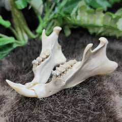 Groundhog Jaw