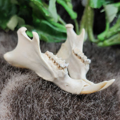 Groundhog Jaw