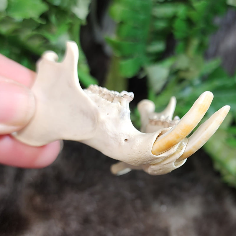 Groundhog Jaw