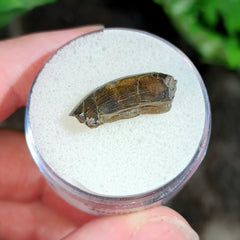 Tyrannosaur Tooth D (.75