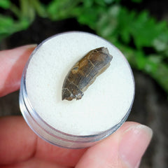 Tyrannosaur Tooth D (.75