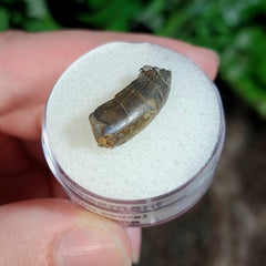 Tyrannosaur Tooth D (.75