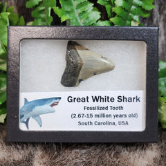 Great White Shark Teeth, Fossils (Framed)