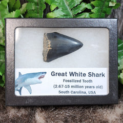 Great White Shark Teeth, Fossils (Framed)