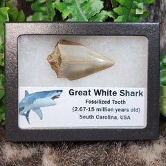 Great White Shark Teeth, Fossils (Framed)