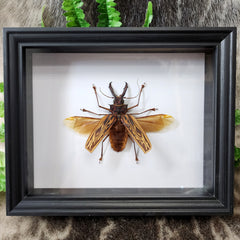Sabertooth Longhorn Beetle, XL