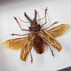 Sabertooth Longhorn Beetle, XL