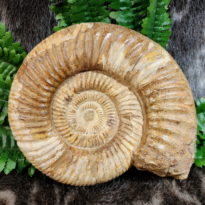 Madagascar Ammonite, G (7.5")