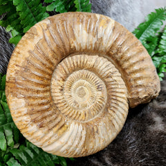 Madagascar Ammonite, G (7.5