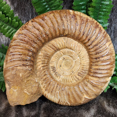 Madagascar Ammonite, G (7.5