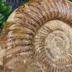 Madagascar Ammonite, G (7.5