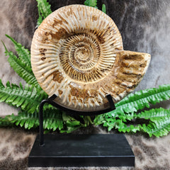 Madagascar Ammonite, B (7
