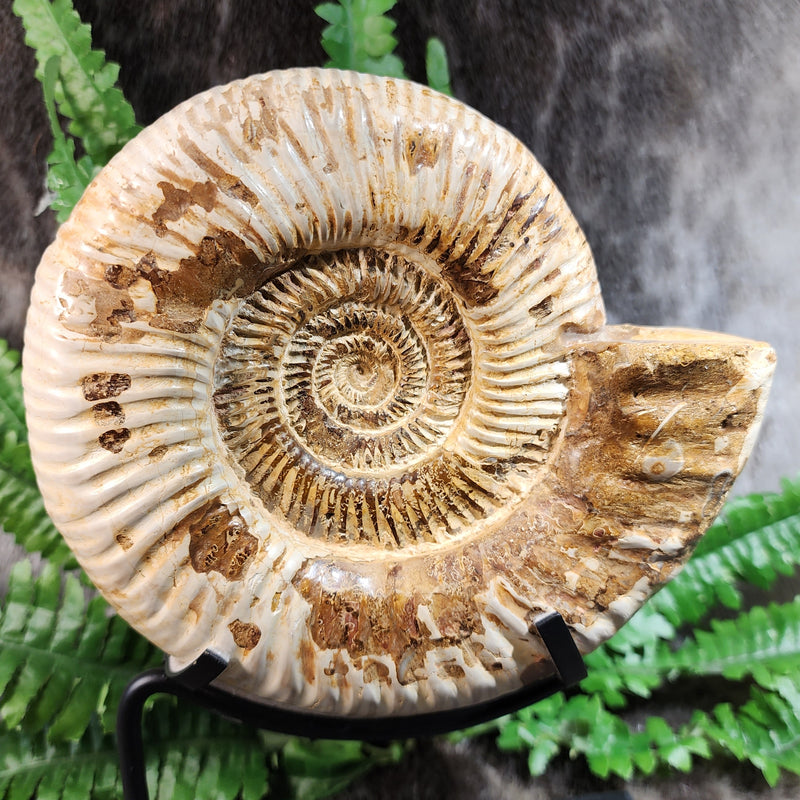 Madagascar Ammonite, B (7")