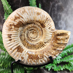 Madagascar Ammonite, B (7