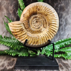 Madagascar Ammonite, B (7