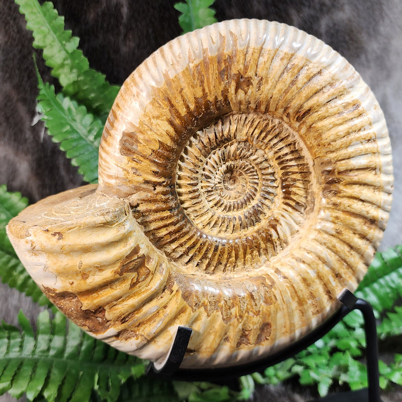 Madagascar Ammonite, B (7")