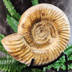 Madagascar Ammonite, B (7
