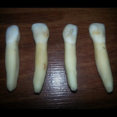 Cow Tooth Pairs