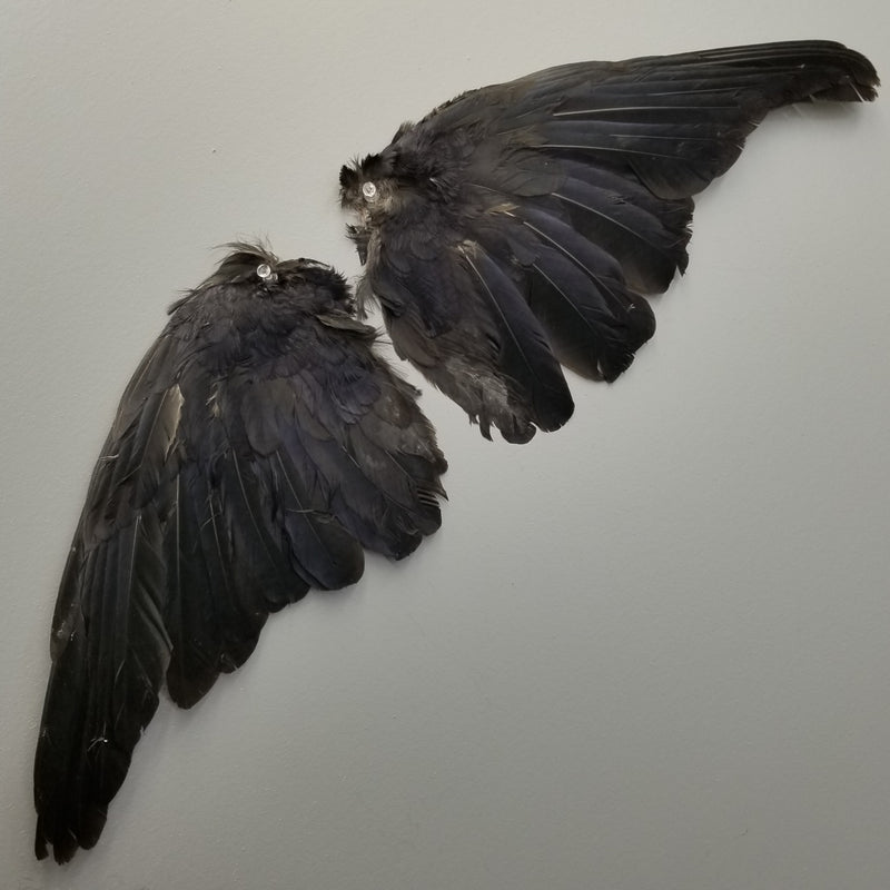 Carrion Crow Wing