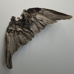 Carrion Crow Wing