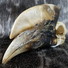 White-Thighed Hornbill Skulls, Male (SALE)