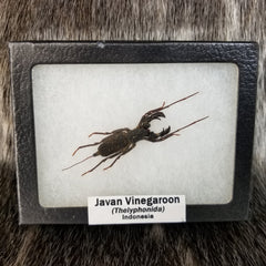 Javan Vinegaroon, Mounted (SALE)