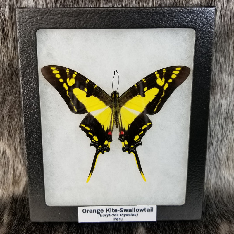 Orange Kite Swallowtail Butterfly
