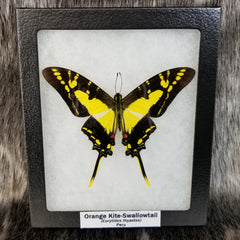 Orange Kite Swallowtail Butterfly