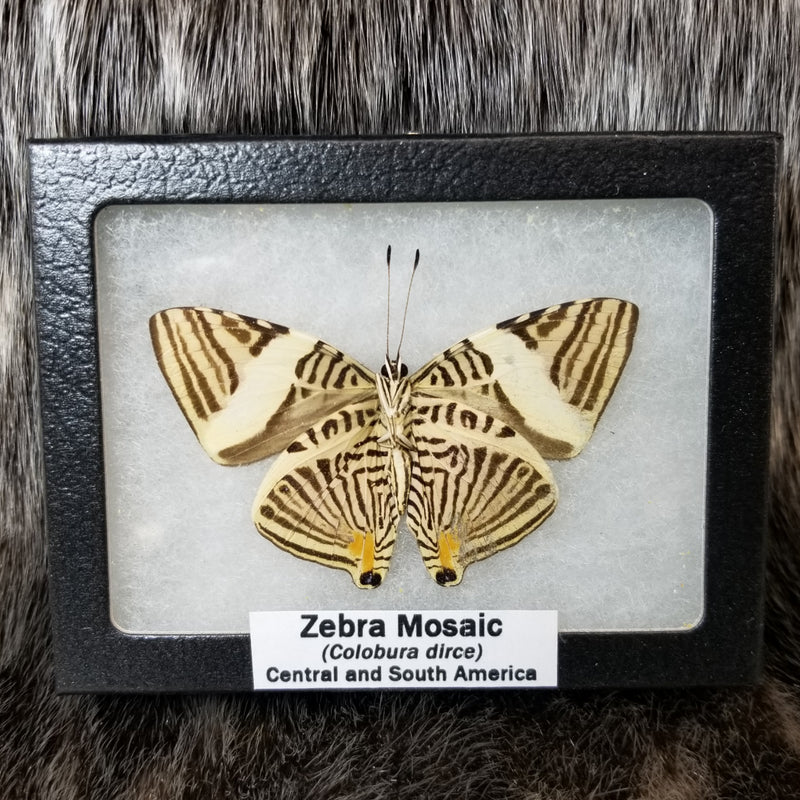 Zebra Mosaic Butterfly