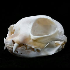 Domestic Cat Skulls