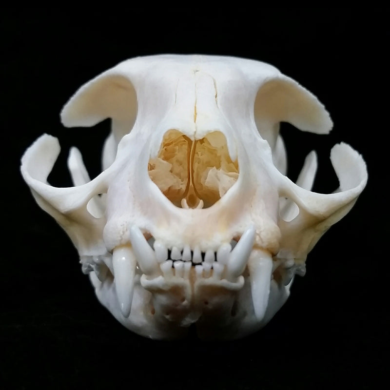 Domestic Cat Skulls