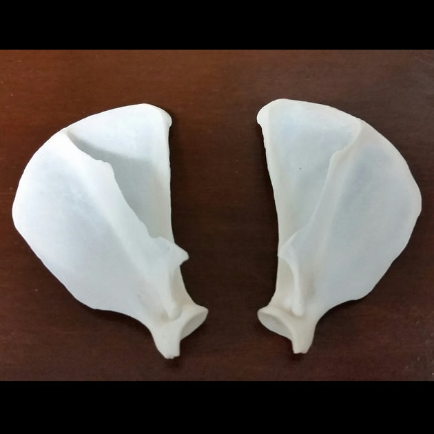 House Cat Shoulder Blades SkullStore Inc.