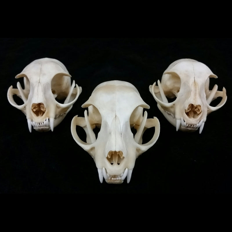 Domestic Cat Skulls