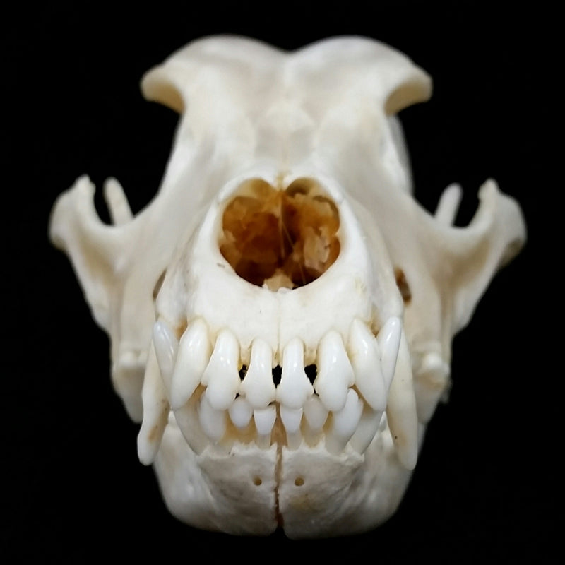 Dog Skulls