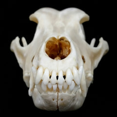 Dog Skulls