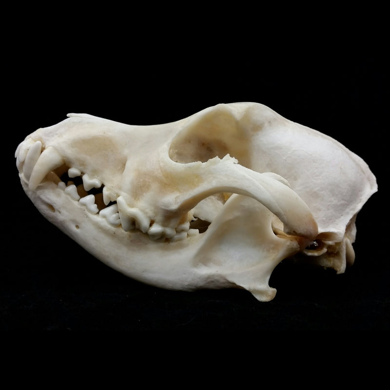 Dog Skulls