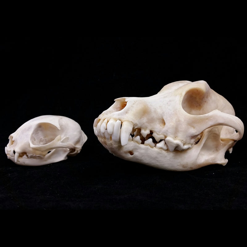 Dog and Cat Skull Sets