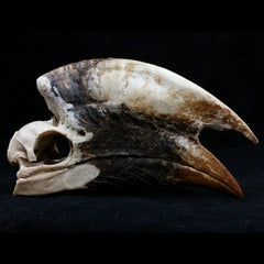White-Thighed Hornbill Skulls, Male (SALE)