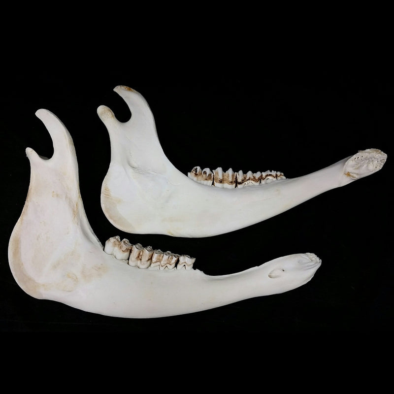 Cow Jaw Bones