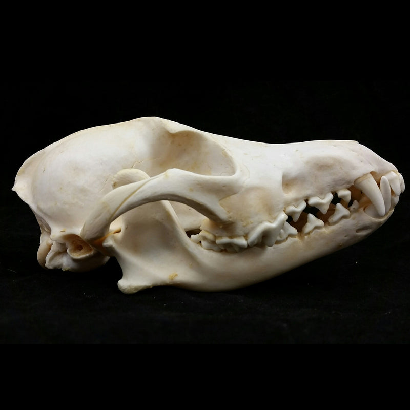 Coyote Skulls, Whitened