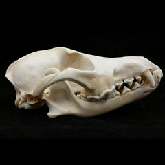 Coyote Skulls, Whitened (SALE)